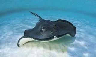 四条鱼念什么字 四条鱼念什么字