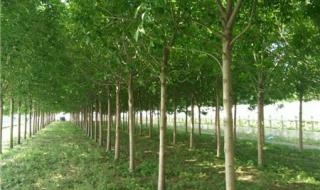 8公分白蜡多少钱 8公分白蜡多少钱