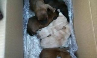 小狗学叫的真正结局 小狗学叫的真正结局