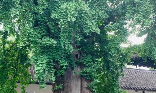 扬州八怪纪念馆 扬州八怪纪念馆