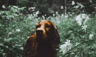 野外摄影师 野外摄影师