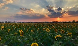 向日葵花海