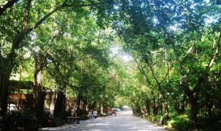 深圳动物园门票价格