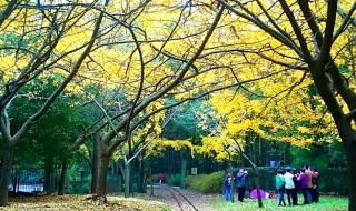 共青森林公园怎么去 共青森林公园怎么去