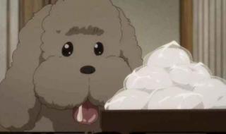 动物保护法怎么投票 动物保护法怎么投票