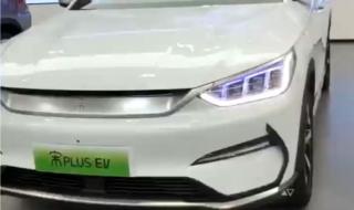 深圳海湾出现白海豚